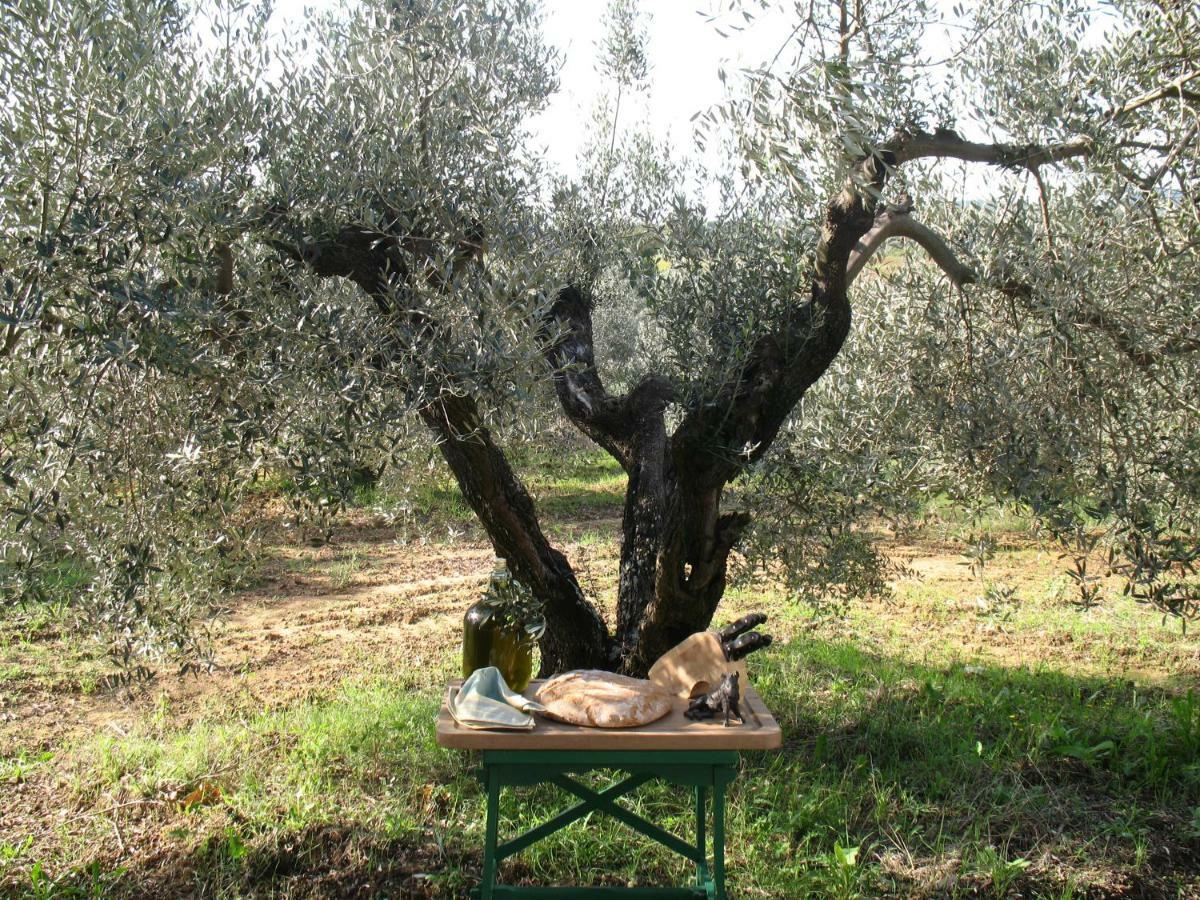 Agriturismo Le Cerbonche Rosignano Marittimo Εξωτερικό φωτογραφία